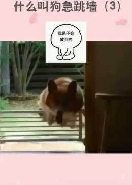 狗急跳墙打一个正确生肖的警惕虚假宣传-全面释义、解释与落实、专家解答解释落实